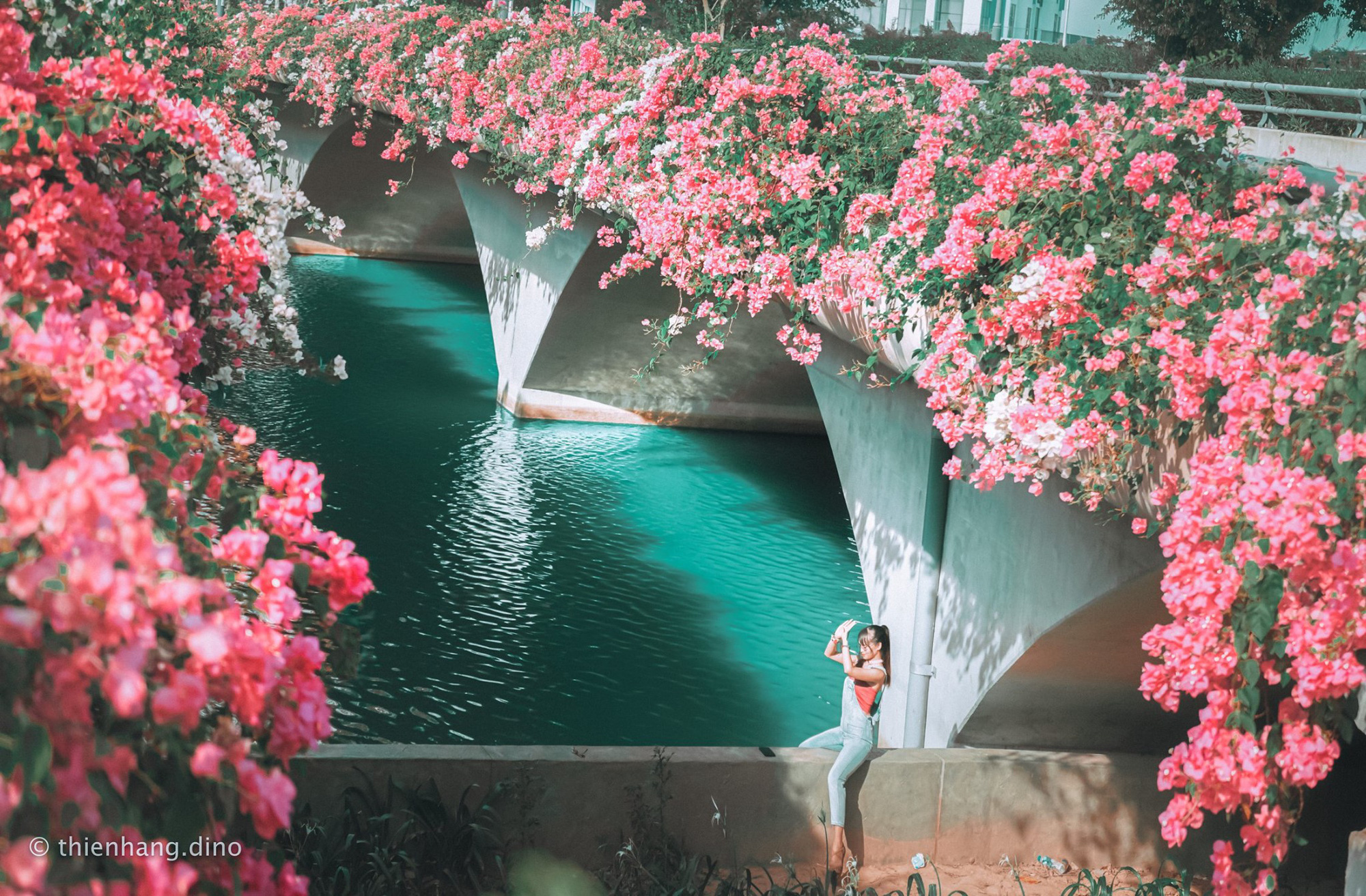 Cây cầu Thuỷ Tiên này có góc chụp đặc biệt với mặt nước long lanh bên dưới và 2 hàng hoa giấy phủ kín phía trên.