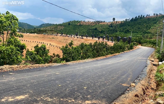 Những ngọn đồi xanh mướt ở Lâm Đồng đang âm ỉ máu vì phân lô bán nền - Ảnh 16.