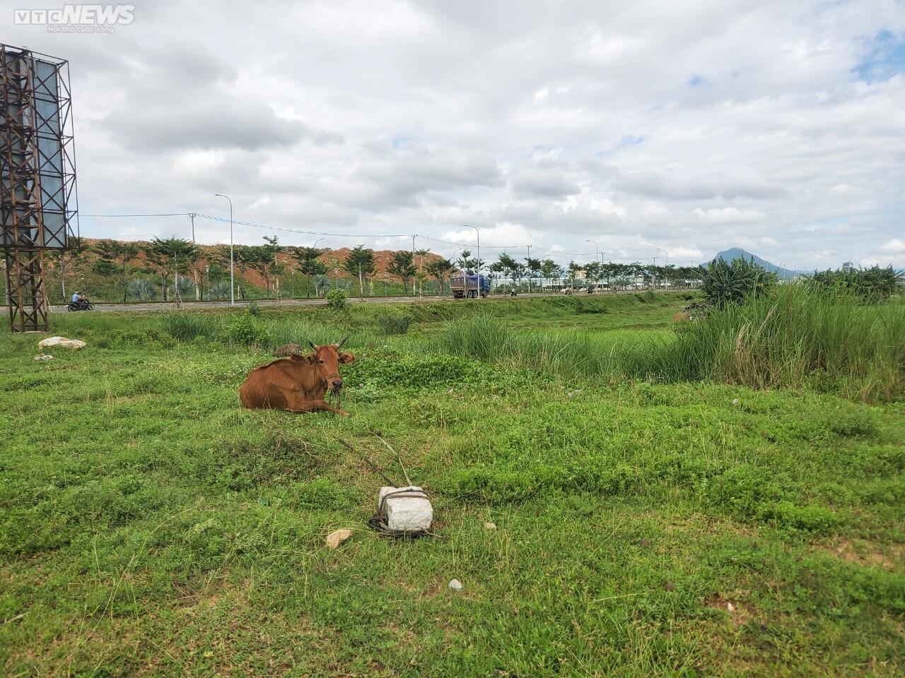 Dự án nghìn tỷ vườn Phượng Hoàng ở Phú Yên thành bãi chăn nuôi bò, vịt - Ảnh 8.
