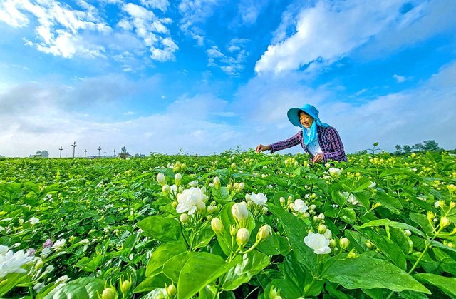 Bông hoa trắng tinh nhỏ bé chuyển mình thành ngành công nghiệp nghìn tỷ ở Trung Quốc: Vươn lên từ thung lũng tỏa hương thơm khắp thế giới - Ảnh 2.