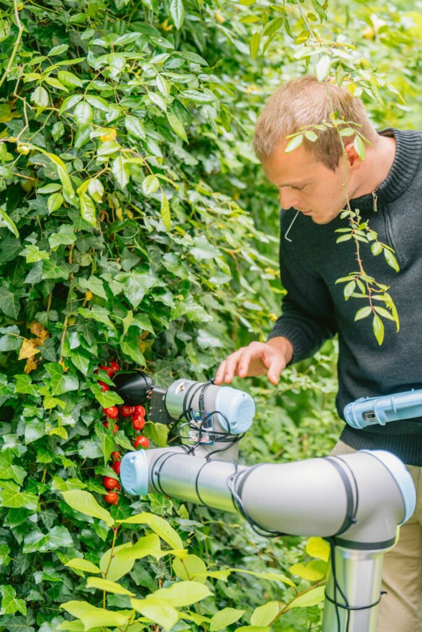 ChatGPT dùng để chế tạo robot thu hoạch nông sản - Ảnh 1